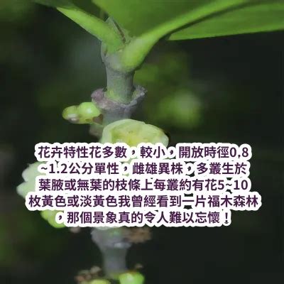 福木種植